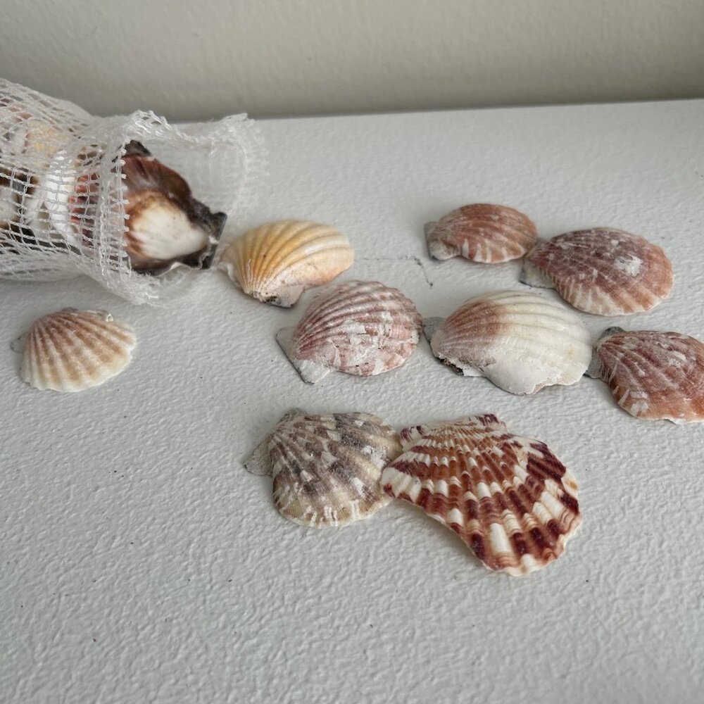 Lot of 53 Scallop Seashells Ocean Beach Decor Aquarium Craft Pink Brown White - Picture 4 of 4